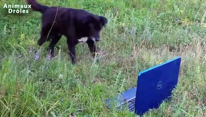 Chiens et chats drôles Agissant comme l'humain