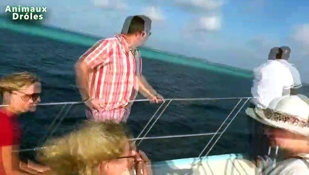 Dolphins adorables chassant navire Aux Maldives - Maldives Dolphin Cruise