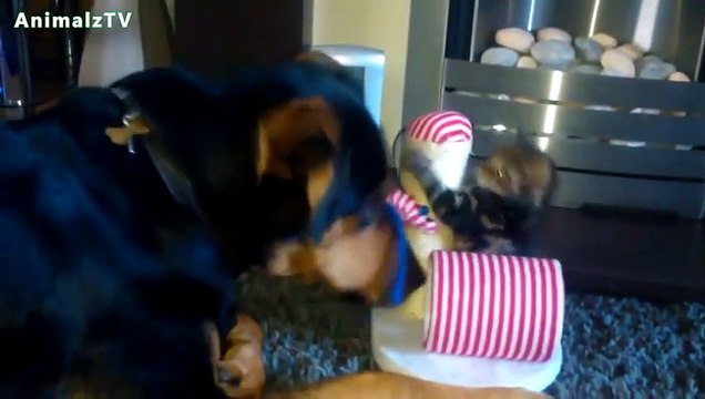 Grand jolis museaux Jouer avec chatons Compilation