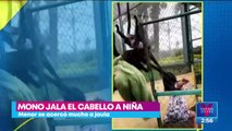 VIDEO: Mono jala el cabello a niña
