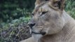 Akili the Lioness Killed by Male Lion During the Animals' Introduction at Birmingham Zoo