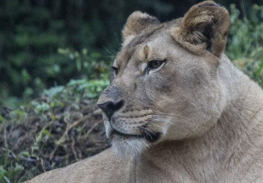 Akili the Lioness Killed by Male Lion During the Animals' Introduction at Birmingham Zoo