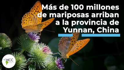 Más de 100 millones de mariposas arriban a la provincia de Yunnan, China | 467 | 25-31 de julio 2022