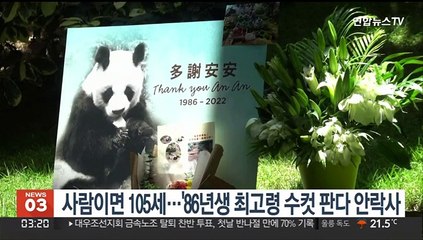 사람이면 105세…'86년생 최고령 수컷 판다 안락사