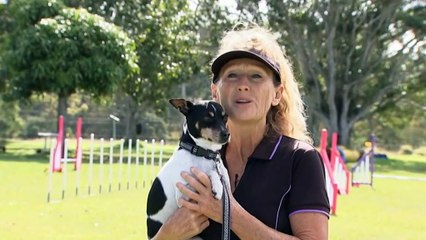 Queensland rescue terrier becomes champion show dog