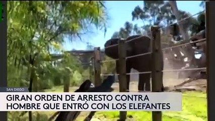 El hombre que entro al hábitat de los elefantes en el zoológico de San Diego no se presentó a corte el día de hoy.