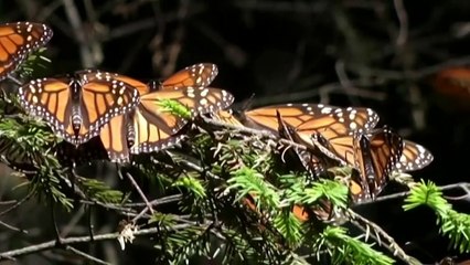 Steep declines in iconic Monarch Butterfly population
