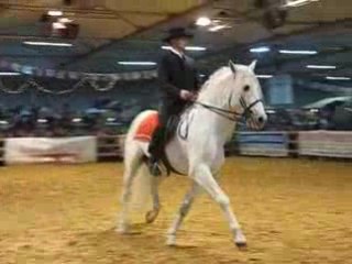 DRESSAGE IBERIQUE