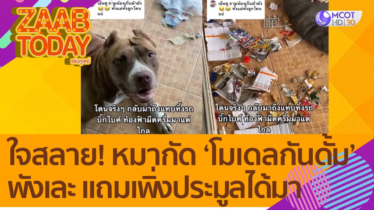 ใจสลาย! ไรเดอร์โยนพัสดุเข้าบ้าน เจอหมากัด 'โมเดลกันดั้ม' พังเละ แถมเพิ่มประมูลได้มา! (21 ก.ค. 65) แซ่บทูเดย์