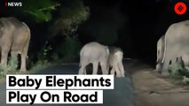 Baby Elephants Play On The Road As Parents Forage At Night