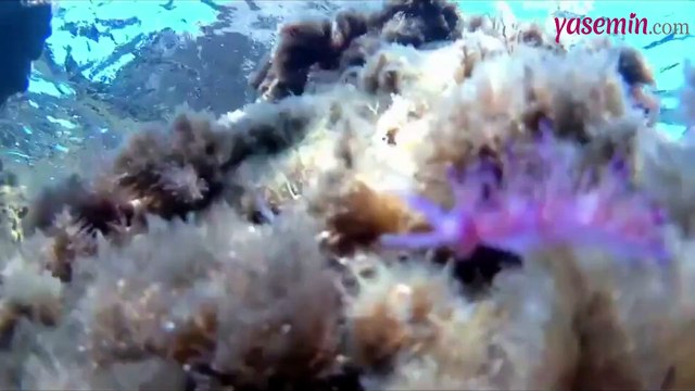 Ata Demirer dalış yaptığı anları paylaştı!