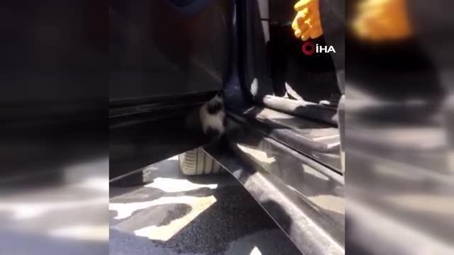 Son dakika haberleri! Arabanın kapısına sıkışan yavru kediyi itfaiye kurtardı