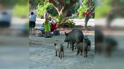 Dikkat denizden domuz çıkabilir! Ünlü tatil cennetinde görüntülendi