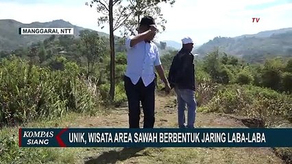 Download Video: Manjakan Mata dengan Bentangan Sawah Lodok di Nusa Tenggara Timur, Sawah Jaring Laba-laba!