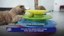 Tips Dan Trik Memelihara Kucing Tetap Sehat Dan Terawat - POP NEWS
