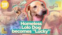 Homeless Lolo Dog becomes 