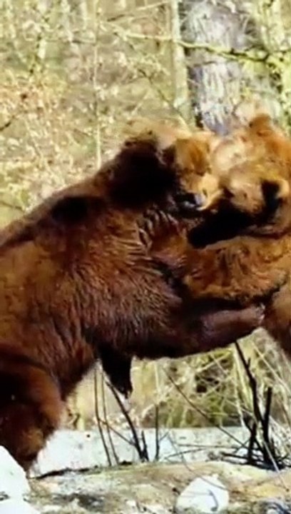 Funny  Bear's/Funny Bears Video/Funny Bears Fight