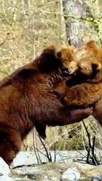 Funny Bear's/Funny Bears Video/Funny Bears Fight