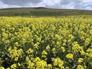 Ardahan haberi... Ardahan'da bazı yayla ve ovalar çiçeklerle kaplandı