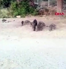 Bodrum'da bir yaban domuzu denize girdi