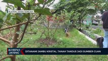 Ditanami Jambu Kristal, Tanah Tandus Jadi Sumber Cuan