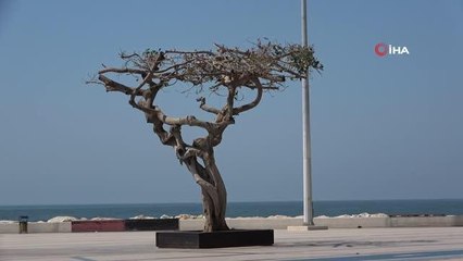 Mersin gündem: Mersin'de yarım asırlık ağacın kurutulmasına tepkiler sürüyor