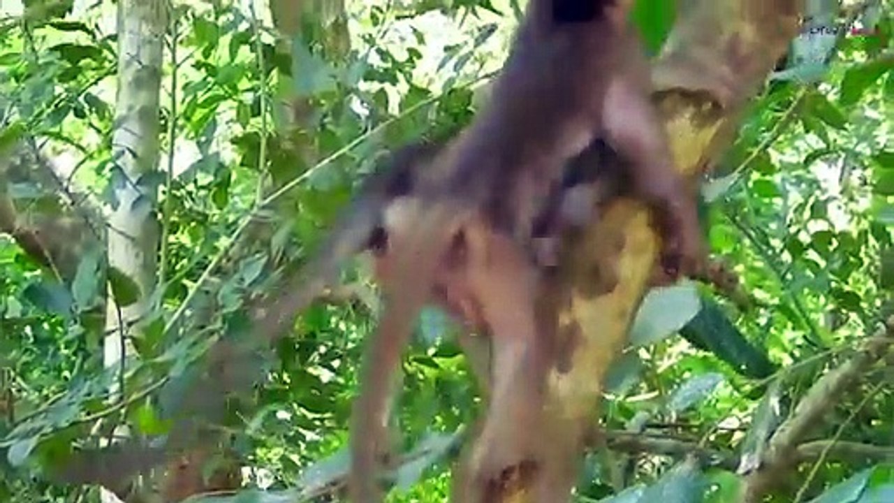 Fatal Mistake When Leopard Despises The Power Of Monkey - Lion, Cheetah, Crocodile, Hippo, Buffalo