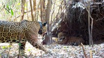 Dos jaguares nacen de manera natural en Argentina, luego de 70 años sin nacimientos en vida libre