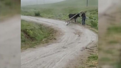 Yaylada başı ahşap merdivene sıkışan ineği vatandaşlar kurtardı