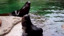 why Sea lions are strong hunter under the sea