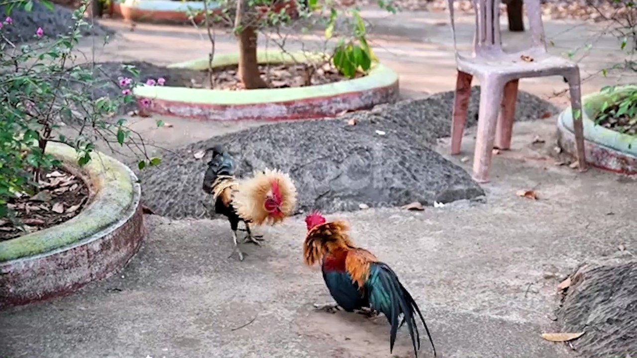 cock trying to show his true dominance, who will win