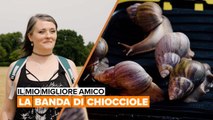 Chiocciole come animali da compagnia