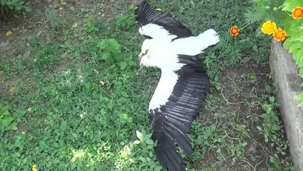 Ayağı kırılan leylek yavrusu koruma altına alındı