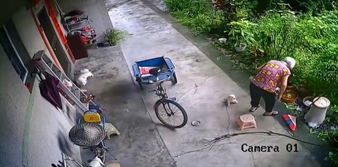 Puppy helped the elderly lady sit down..