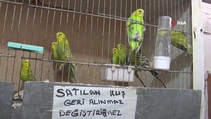 Petshop'lar kasaplar odasına bağlandı... Yeni açılacak işletmelerin izinlerini kasaplar odası verecek