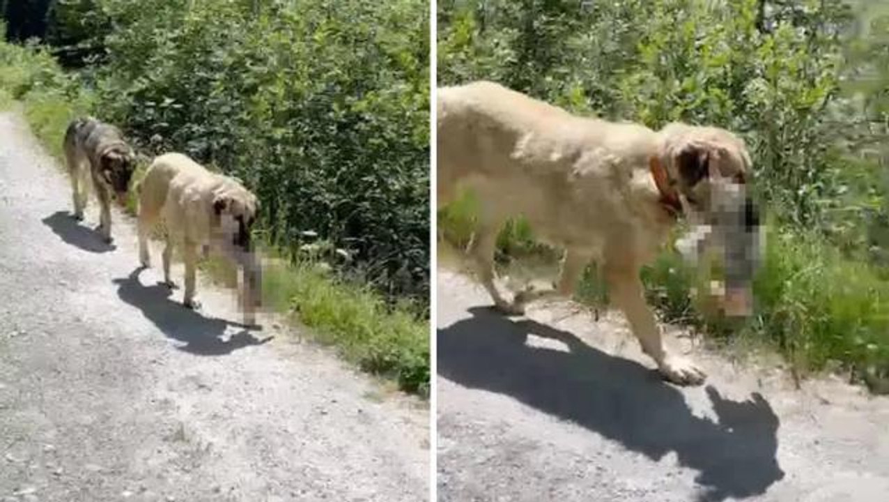 Sivas kangalının bisiklet kamerasına takılan görüntüsü İsviçre'yi karıştırdı