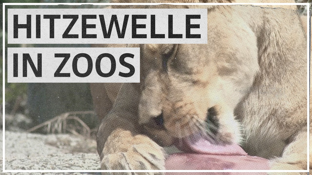 Hitzewelle: Pariser Zoo serviert Löwen Fleischsorbet