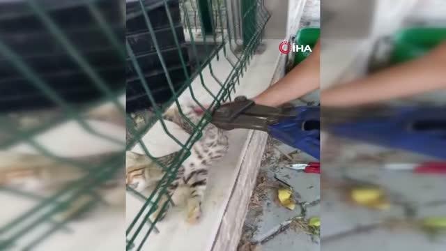 Son dakika haberleri! Sitenin tel örgüsüne sıkışan kedinin imdadına itfaiye ekipleri yetişti