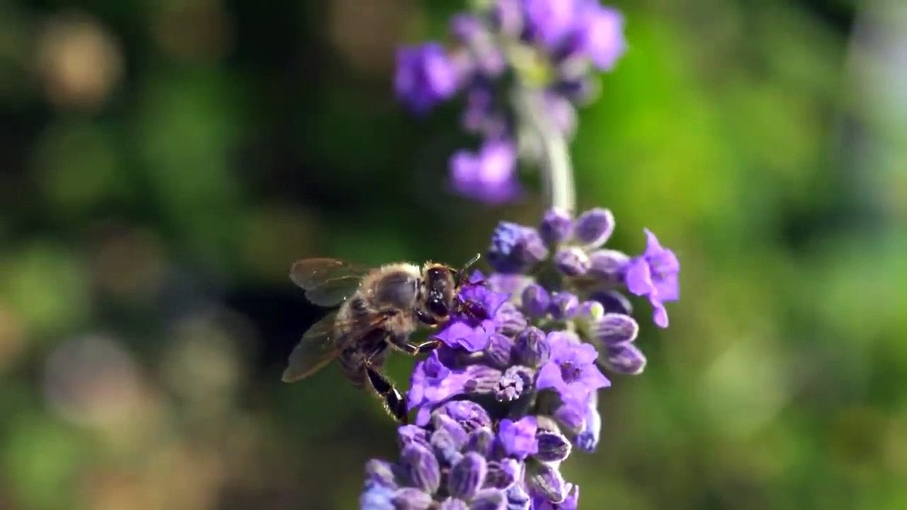 TOP 10 Animales Haciendo cosas Extraordinarias