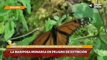 La mariposa monarca en peligro de extinción