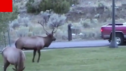 Animals Attack Videos 2022 || Wild Animals Attack Videos.
