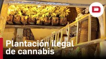 La Guardia Civil desmantela una instalación de cannabis en Alicante