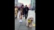 Funniest & Cute Dog Videos #02 || Funny Puppy Videos 2022 || | Cute Dog Compilation Videos