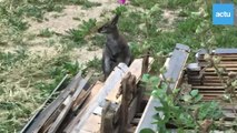 Une dame filme un wallaby installé dans son jardin près de Granville