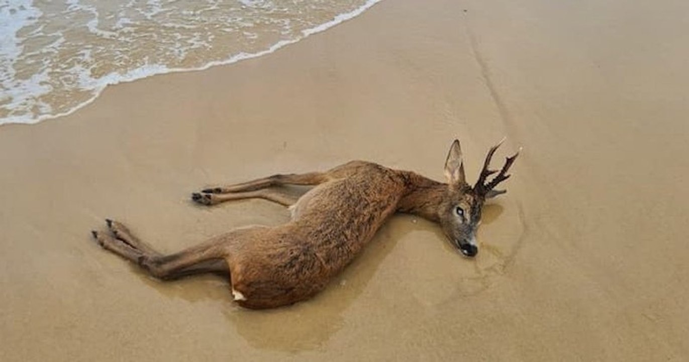Gironde : un chevreuil trouve la mort en tentant de fuir les feux de forêt