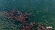Squalo a caccia di pesci: le riprese dal drone sono spettacolari
