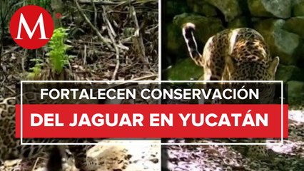 Aumenta el número de población de Jaguares en Yucatán