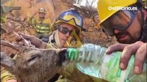 Agentes forestales rescatan a un corzo deshidratado del incendio de Zamora