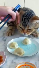 Funniest person funny animals videos funny cat videos funny dog videos