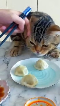 Funniest person funny animals videos funny cat videos funny dog videos
